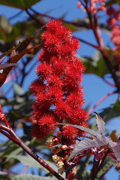 Castor Bean Flower