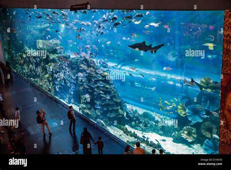 The dubai mall interior aquarium hi-res stock photography and images ...