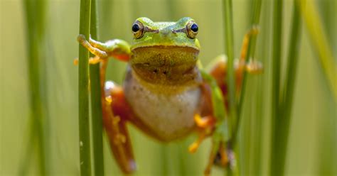 Rainettes Vertes Rainettes Vertes En Zones Bruyantes | France Culture