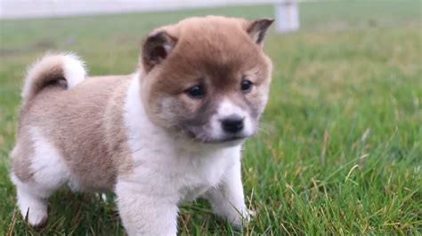 Le blog du shiba inu et des chiens japonais spitz japonais shikoku ...