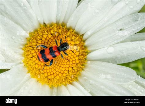 Bee Beetle - Trichodes apiarius, small beautiful colored beetle from ...