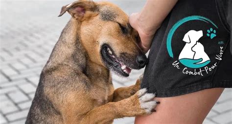 Un Combat pour Vivre ASBL - Refuge pour chiens en Belgique
