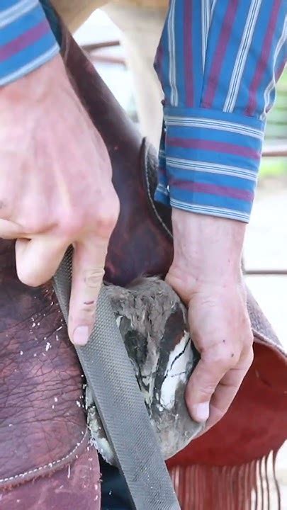 Check out all our Horse Shoeing Videos at https://members310ranchlife ...