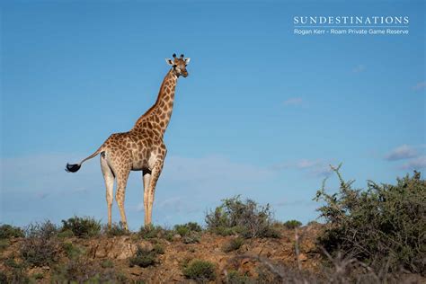 Giraffe Landscape - Sun Destinations Safari