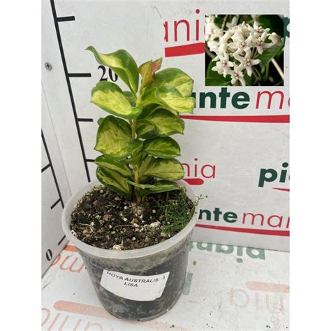 HOYA AUSTRALIS LISA vs12