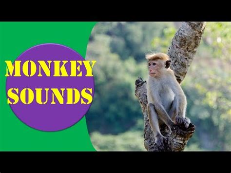 Monkey Sounds - Beautiful Monkey Sounds || Animal Sounds.