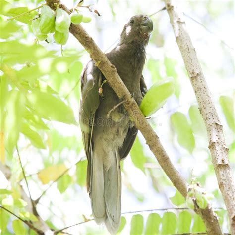 Rare, endemic black parrot stock image. Image of plantation - 39503105