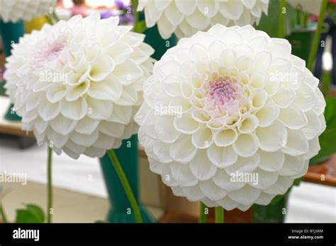 White pom pom dahlias with purple centres Stock Photo - Alamy