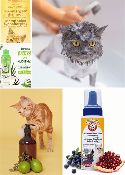 Best Cat Shampoo All About Cats at Patricia Bouchard blog