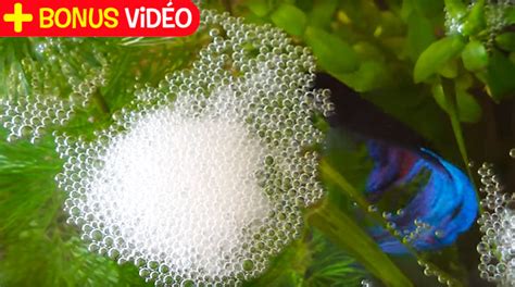 Le poisson-combattant fait son nid de bulles - Images Doc