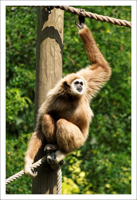 Singe | Photo prise au zoo de Lille | Nicolas Loison | Flickr