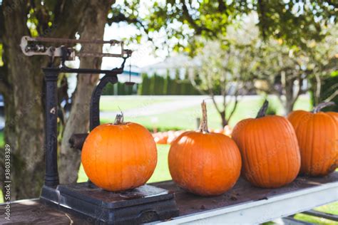 Weighing pumpkins. Stock Photo | Adobe Stock