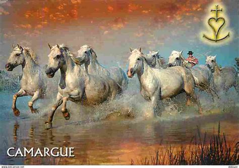 Chevaux - Animaux - Chevaux - Camargue - Chevaux sauvages dans les ...