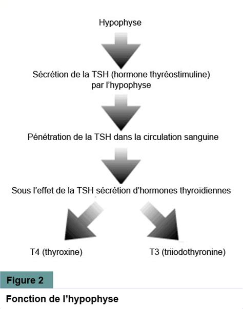 Maladies de la thyroïde : les nodules - SanteChezNous.com