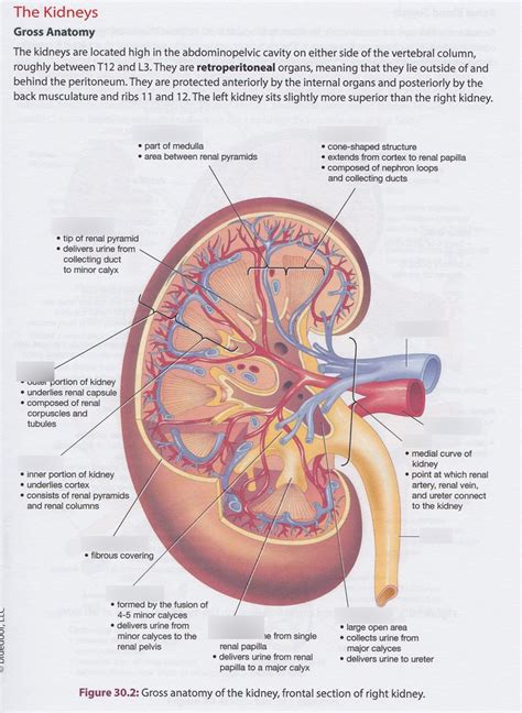 the kidneys Diagram | Quizlet