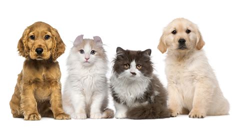 Fonds d'ecran 2560x1440 Chien Chat domestique Fond blanc Chiot Animaux ...