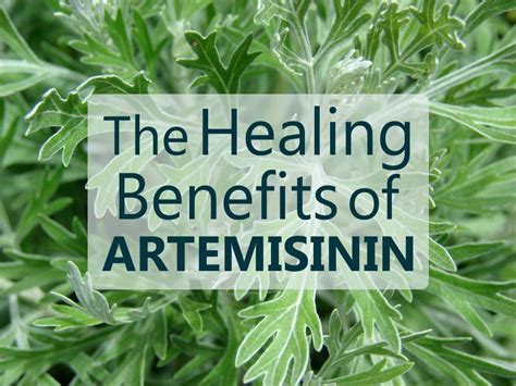 Artemisinin - Encyclopedia of Cancer - World Health Source, LLC