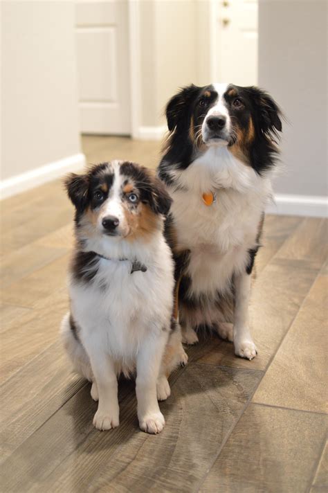 My two precious Aussies : r/AustralianShepherd