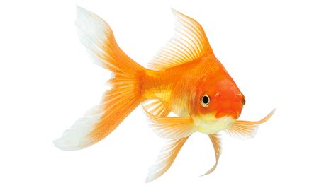 Le poisson rouge – Carassius auratus – Association Française du Poisson ...