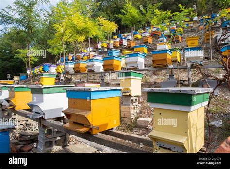 Apiary in a back yard. Beekeeping Stock Photo - Alamy