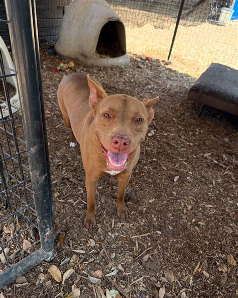 Charming Pet Rescue | **Meet Hazel!** At 4 years old and a solid 74 ...