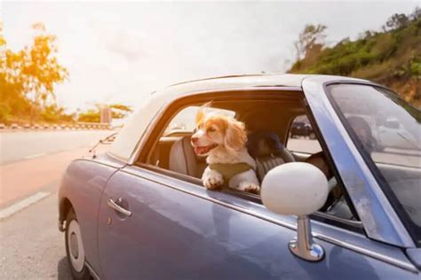 New Puppy? Here’s How to Get Them Used to Car Rides - Blog