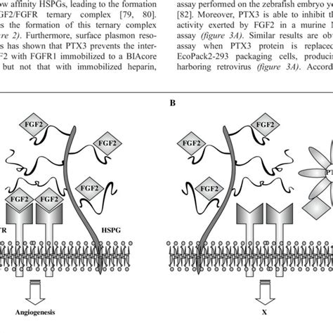 Effect of PTX3 on the formation of the HSPG/FGF2/FGFR ternary complex ...