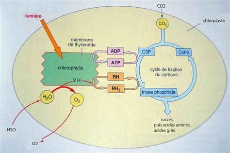 TPE Photosynthèse: Conclusion