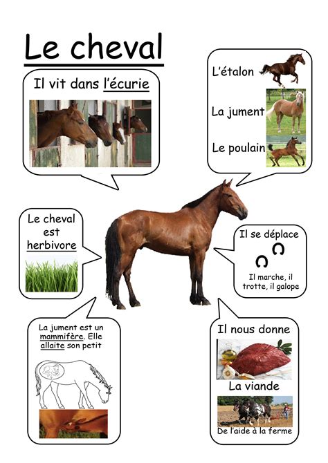 Cheval - Animaux de la ferme | Science for kids, Kids education, Learn ...