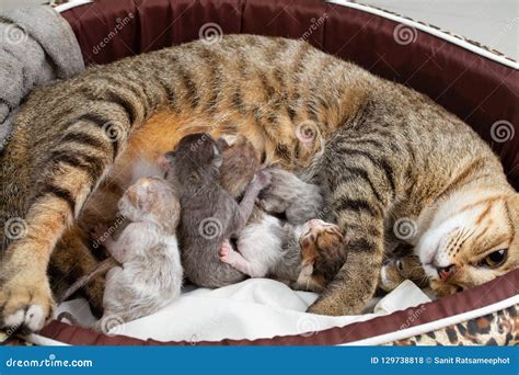 The Mother Cat is Nursing Newborn Kitten. Stock Photo - Image of baby ...