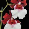 Орхидея Phalaenopsis Montreux
