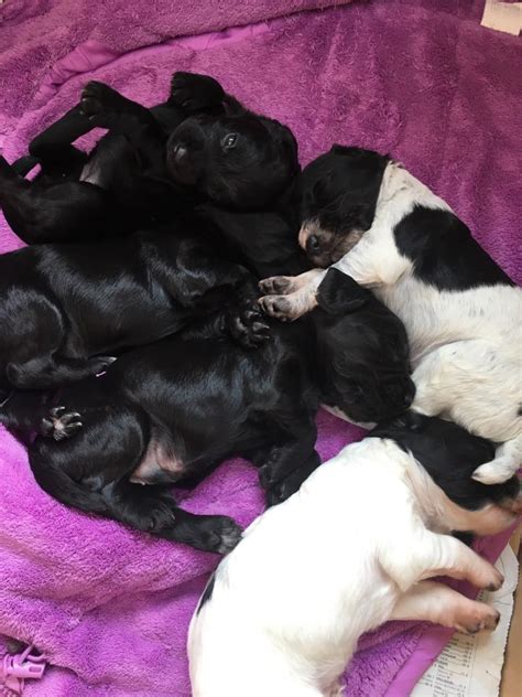 Working Cocker Spaniel Puppy Breeding