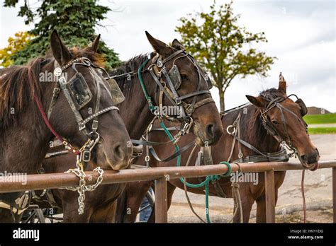 Amish horses at a hitching post in Dalton, Ohio, USA Stock Photo - Alamy