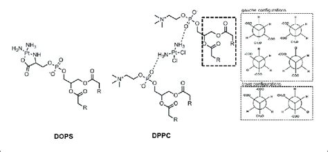 | Interaction of cisplatin with DOPS and with two DPPC lipids. In the ...