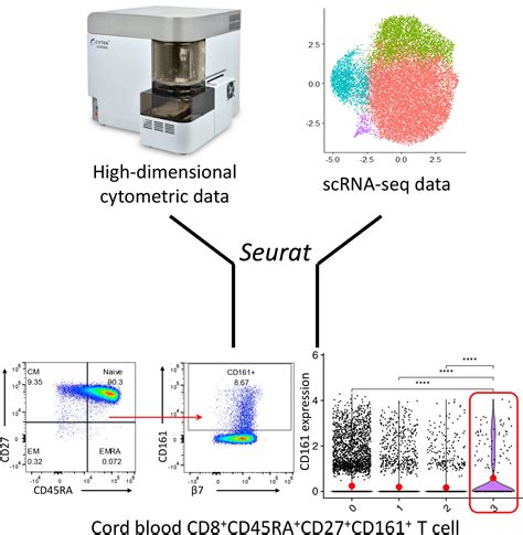 A unique human cord blood CD8+CD45RA+CD27+CD161+ T‐cell subset ...