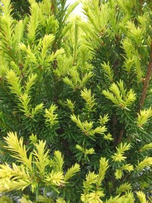 Huber's Tawny Gold Spreading Yew - Plant Library - Pahl's Market ...