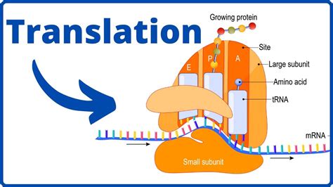Structure Diagram Of Translation Biology Translation Transcr