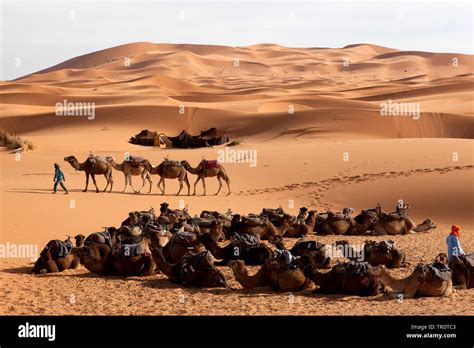 Caravans desert hi-res stock photography and images - Alamy
