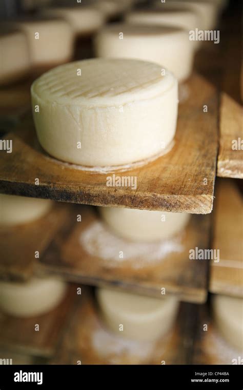 Queso curado de oveja extremadura de fromage Banque de photographies et ...