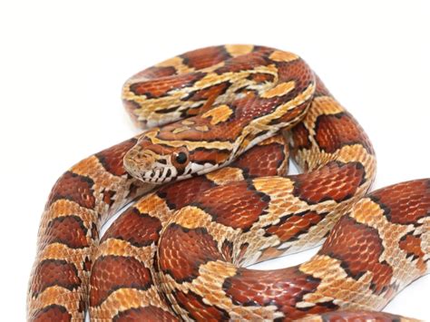 Normal - Corn Snake Traits - Morphpedia