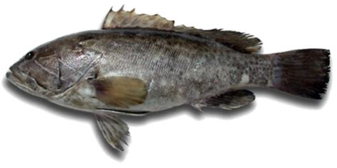 White Grouper - Fish Sources
