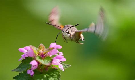 Hummingbird Hawk-Moth Insect Facts - Macroglossum stellatarum - A-Z Animals