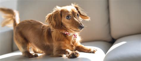 Le Teckel (Dachshund) : une petite race avec une grande personnalité