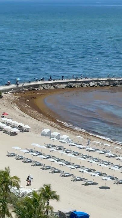 The major seaweed issue at the Haulover Inlet and beach. Filmed for us ...