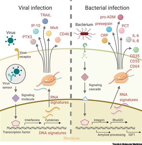 Differential Markers of Bacterial and Viral Infections in Children for ...