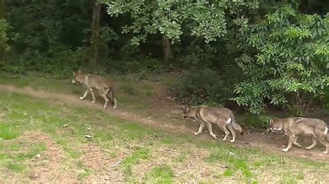 Documentaire animaux sauvages