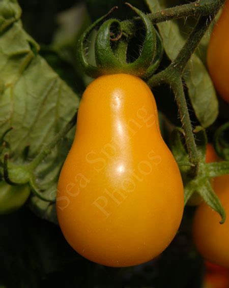 Buy your Honey Drop tomato seed here - Sea Spring Seeds