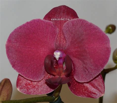 Орхидея Phalaenopsis Montreux (отцвёл)