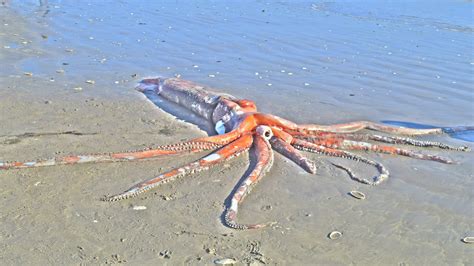 Giant squid: The real-life ocean Kraken | Live Science