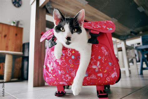 Foto de It's back to school even for the cat ;)/C'est la rentrée ...